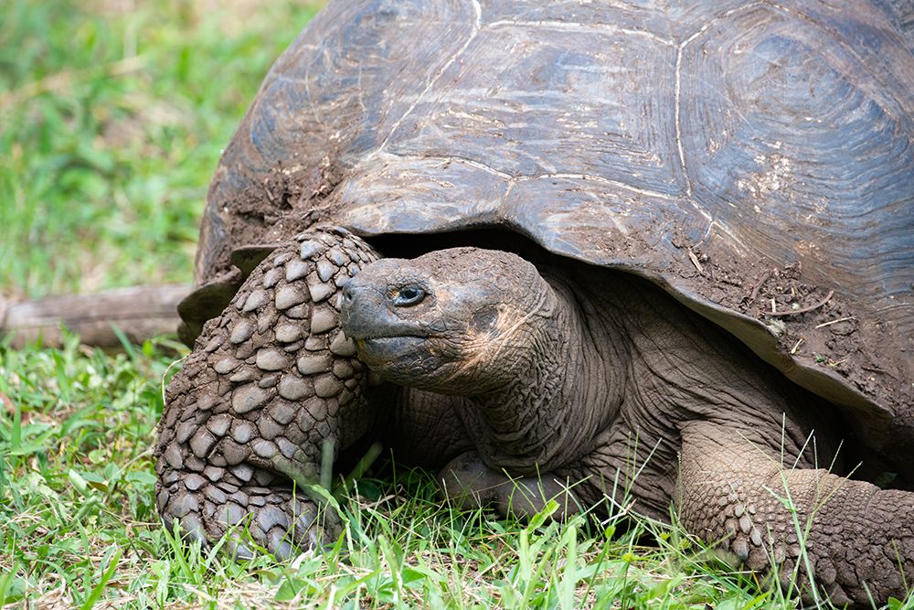 Ecuador-Galapagos-Santa Cruz Island-El Chato Ranch. Wild Galapagos Giant Tortoise dome-shaped.